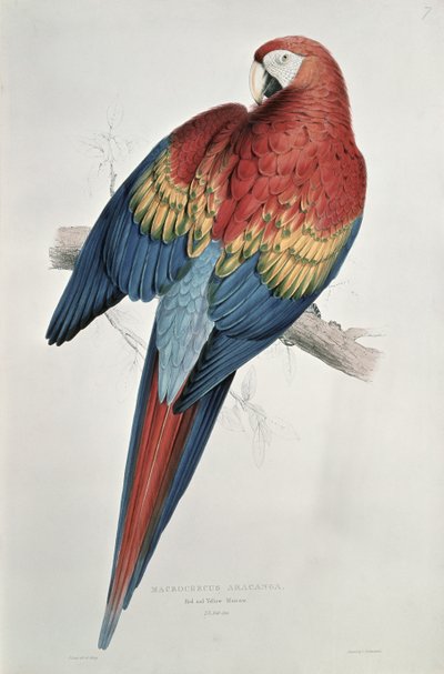 Ara rossa e gialla da Edward Lear